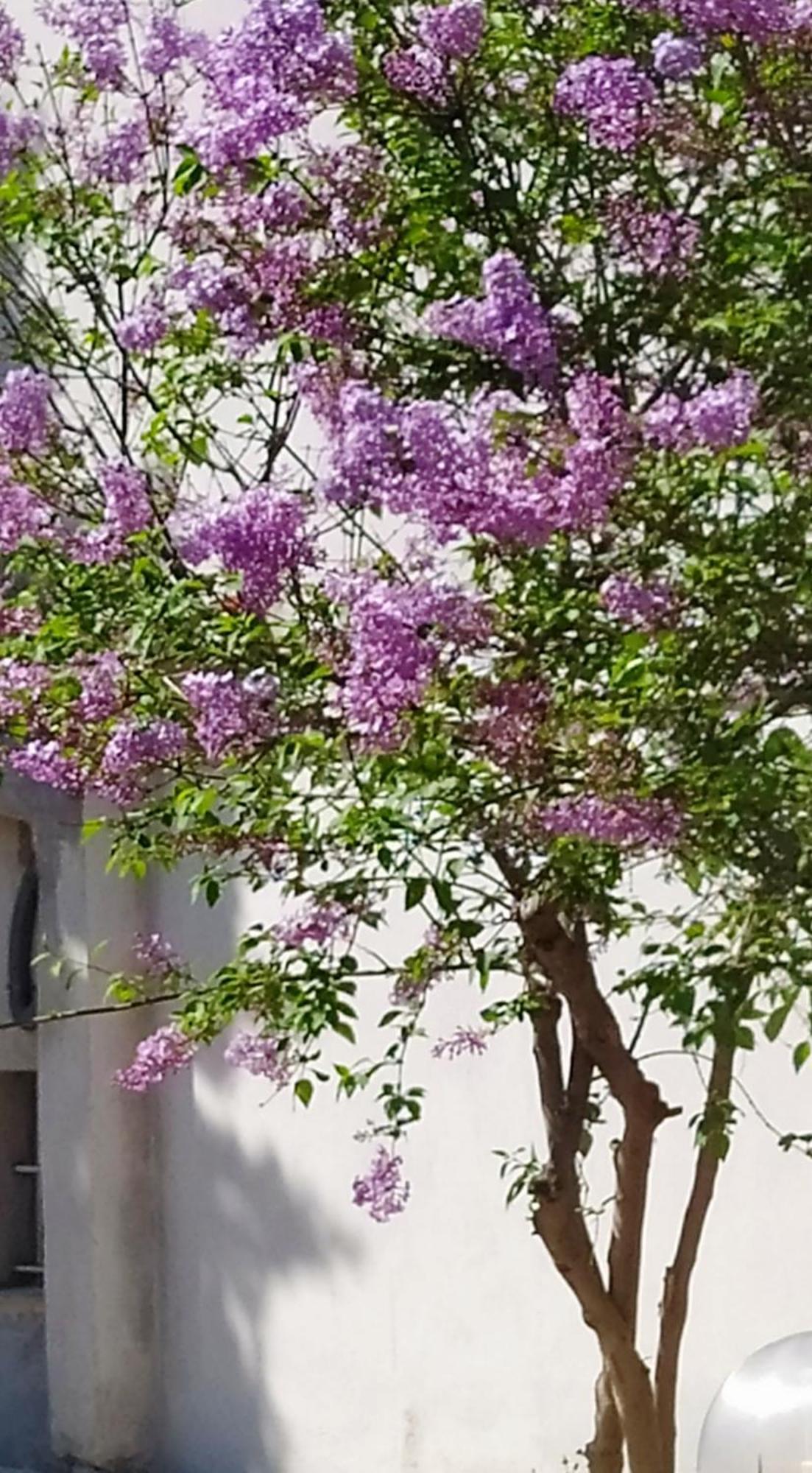 View Διαμερισμα Villa Loukissia Exterior photo
